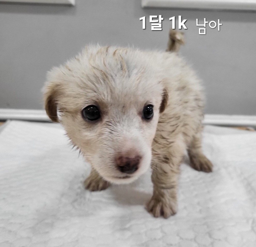 믹스견 이미지 파일 입니다.